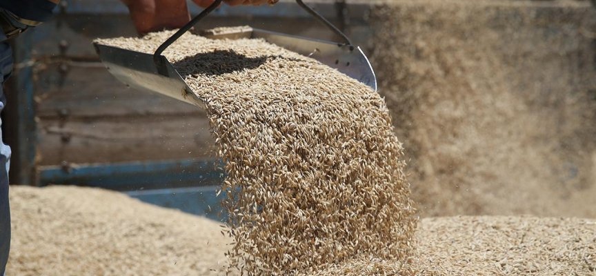 Malatya'da çiftçilere buğday ve arpa tohumu dağıtıldı