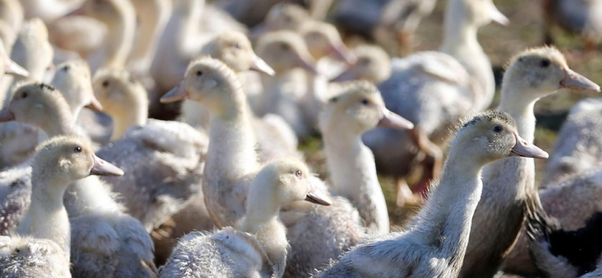 Japonya’da kuş gribi alarmı: 170 bin kanatlı hayvan itlaf edilecek