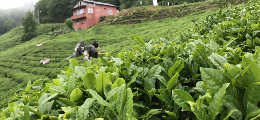 ÇAYKUR çay bedeli ödemelerine başladı