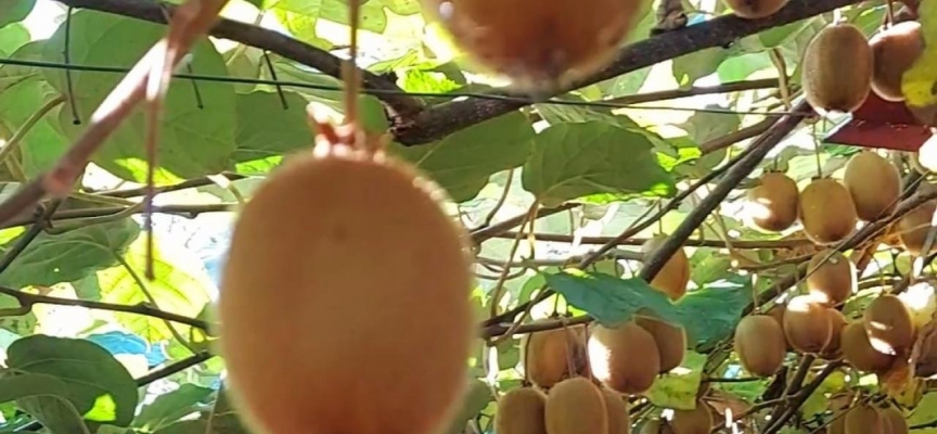 Giresun’da kivi hasadı hazırlıkları başladı