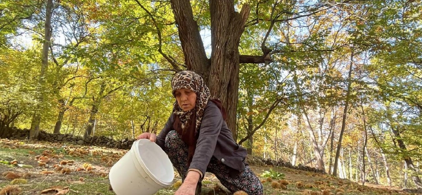 Isparta'da "kestane toplama nöbeti" sürüyor