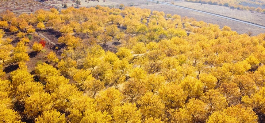 Malatya'da kayısı ağaçları drone ile görüntülendi