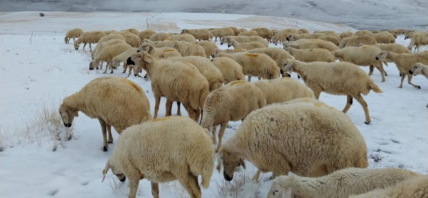 Sivas'ta meralar karla kaplandı