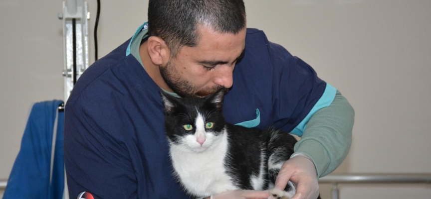 Bitlis'te sağlık çalışanlarının sahiplendiği kedi tedavi altına alındı