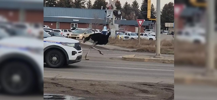 Kanada'da polis deve kuşu kovaladı