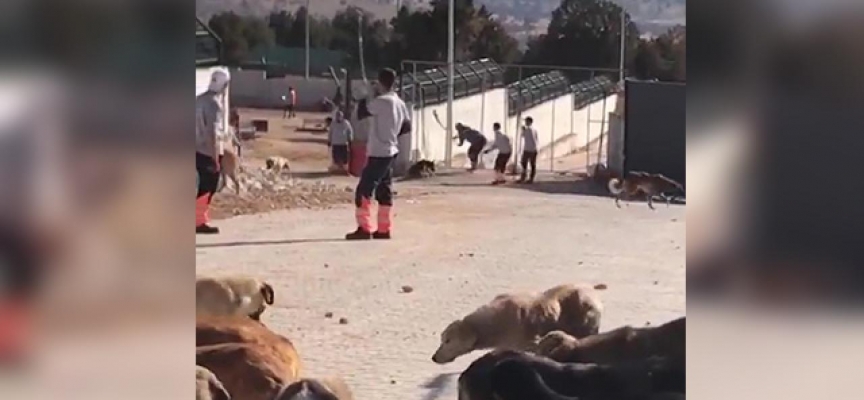 Konya’daki hayvan barınağında köpeklere eziyet eden şüpheliler tutuklandı