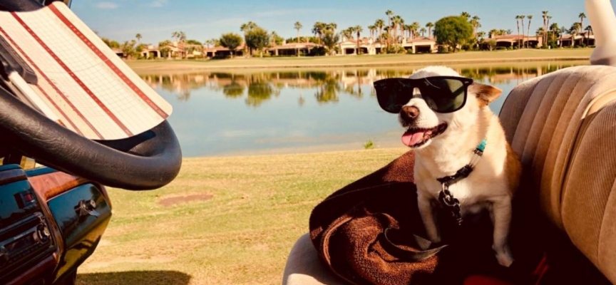 Yaşayan en yaşlı köpek unvanı yeni sahibini buldu