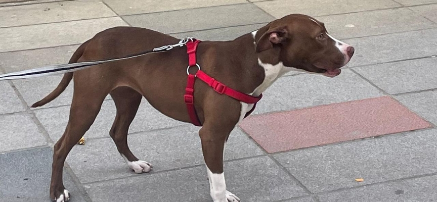 Pitbull başka bir köpeğe saldırdı