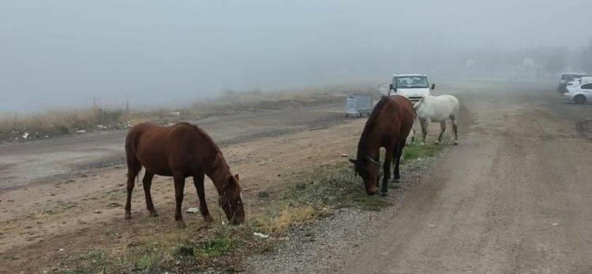 Başıboş dolaşan atlar tedirginlik oluşturdu