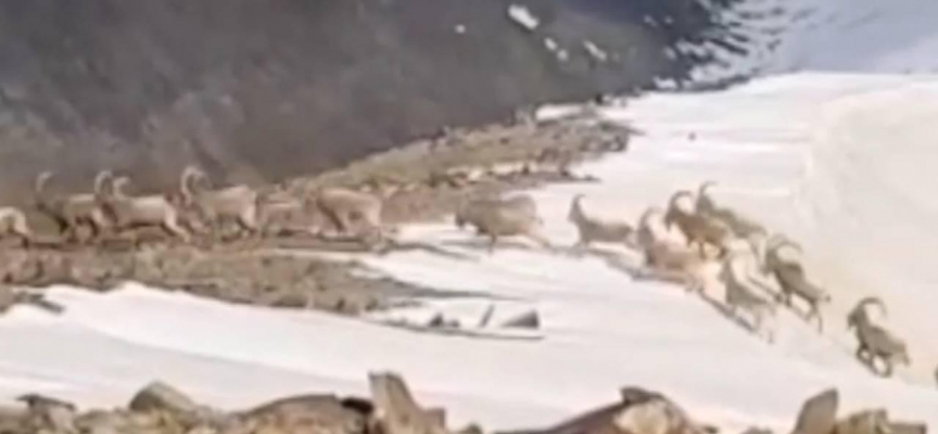 Hakkari'de sürü halinde dağ keçisi görüntülendi