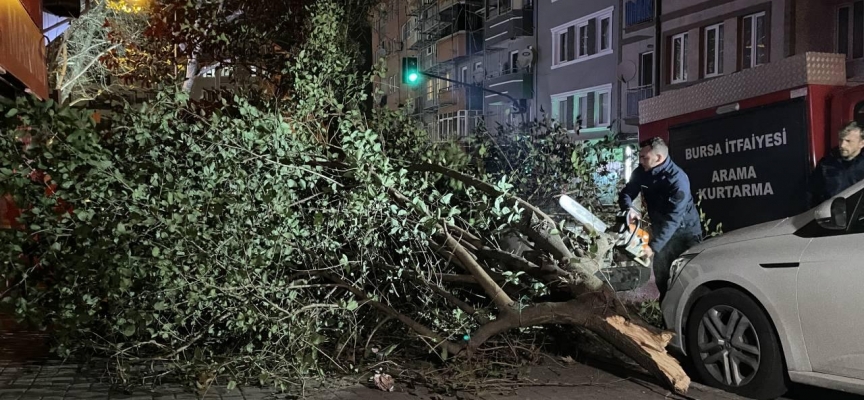 Bursa'da devrilen ağacın altında kalan otomobil hasar gördü