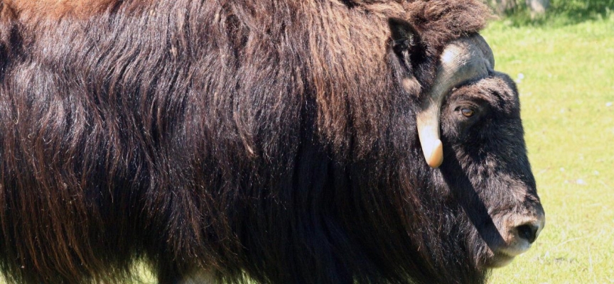 Alaska'da misk sığırının saldırdığı kişi öldü