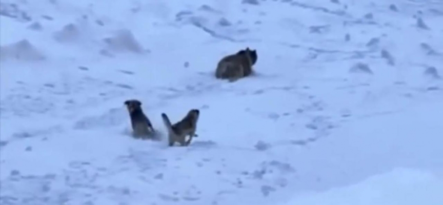 Dağcıları, ayı saldırısından Kangal köpekleri kurtardı