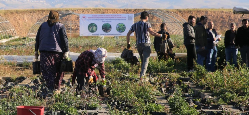 Toprakla buluşturulacak 1 milyon fidan üreticilere dağıtılıyor