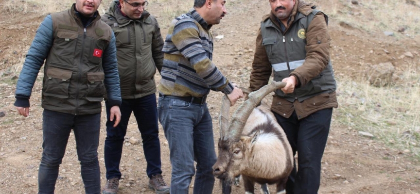 Tedavisi tamamlanan yaban keçisi yeniden özgür