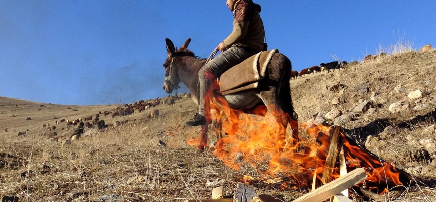 Karın yağmadığı Kars'ta sürüler meralarda otlamaya devam ediyor