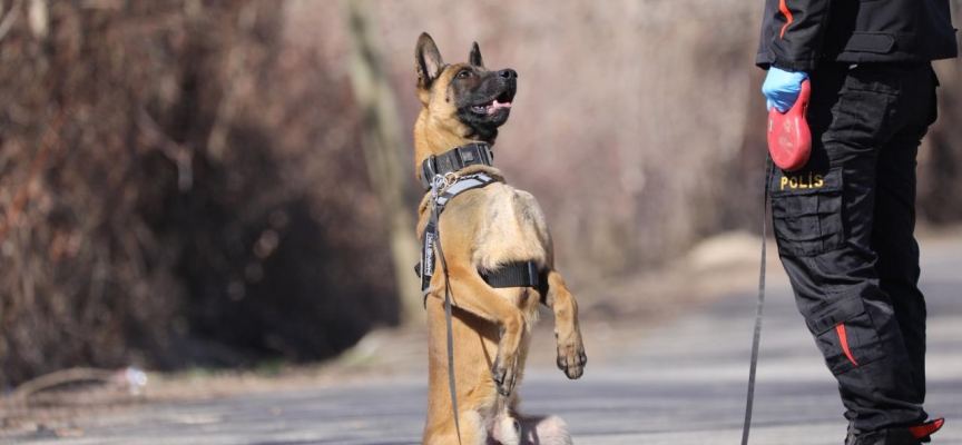 Tokat'taki kayıp kadın iz takip köpeği desteğiyle komandolar tarafından arandı