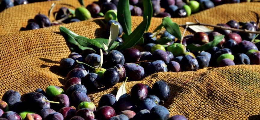 Zeytin rekoltesi üreticiyi güldürmedi