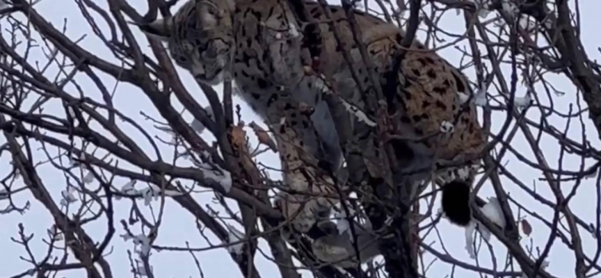 Tunceli'de ağaçta mahsur kalan vaşak kurtarıldı