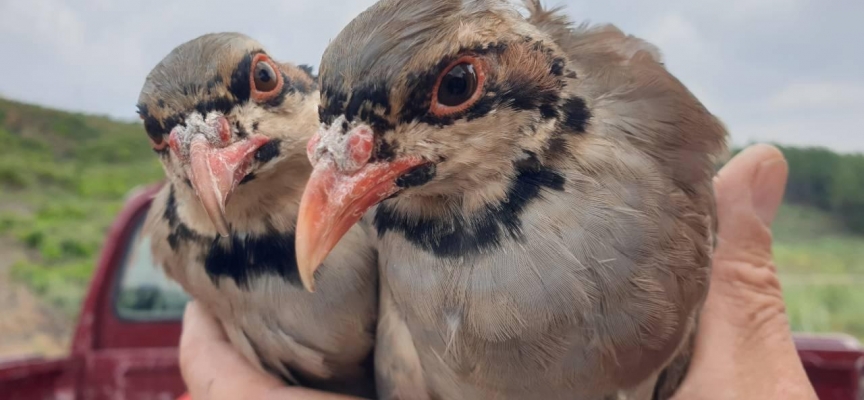 Kars’ta keklik ve tavşan avı yasaklandı