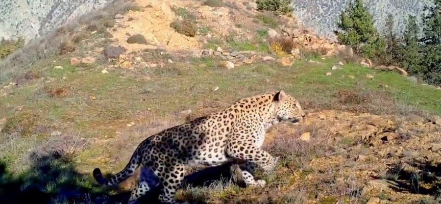 Anadolu Leoparı iki ayrı bölgede bir kez daha görüntülendi