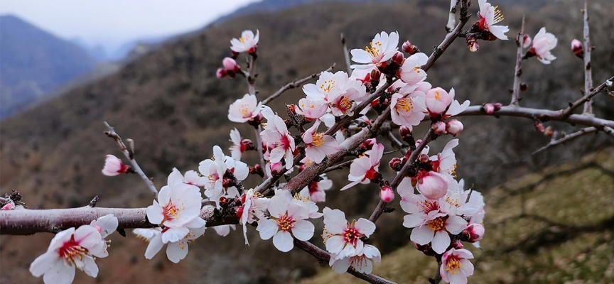 Siirt'te badem ağaçları çiçek açtı