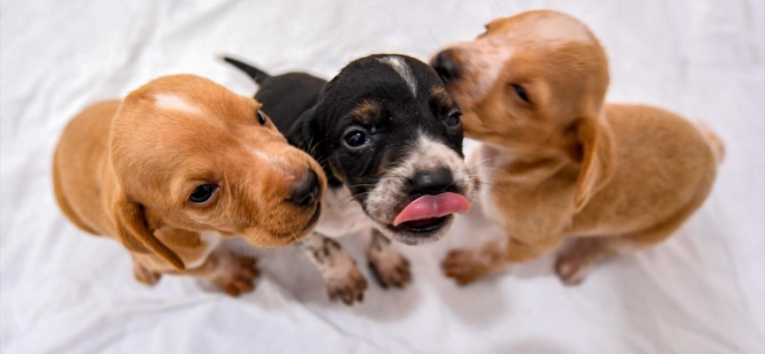 Artvin'de binanın yıkıntılarında mahsur kalan köpek yavruları kurtarıldı