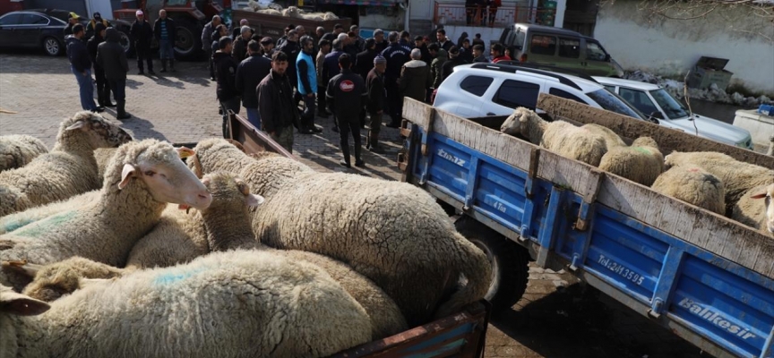 Iğdırlı çiftçiler 260 küçükbaş hayvanı depremzedeler için bağışladı