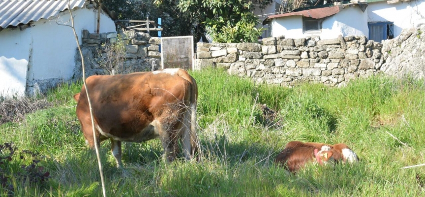 Adıyaman'da bir depremzede yerleştiği otele ineklerini de götürdü