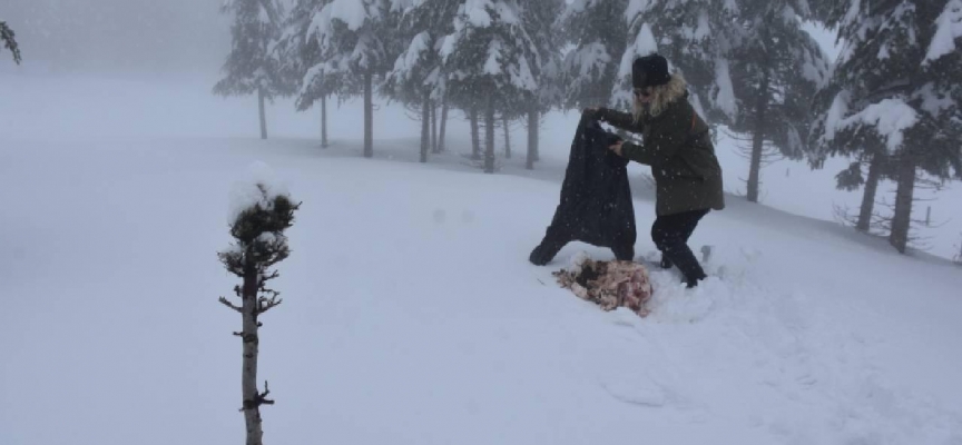 Şırnak'ta yaban hayvanları için yem bırakıldı