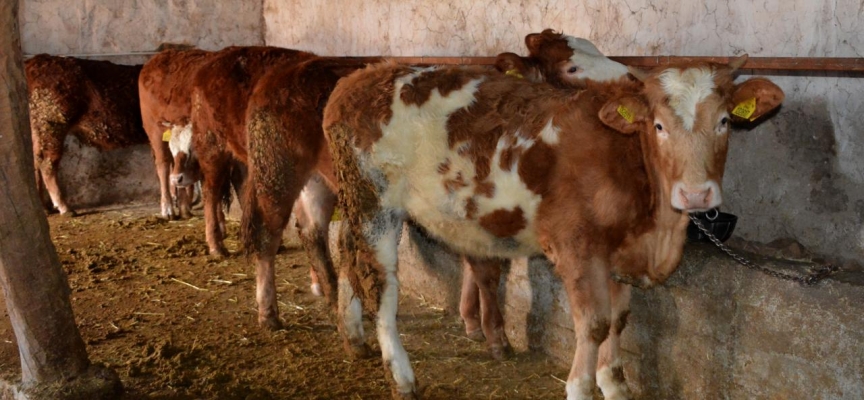 Hastalıklardan ari Kırklareli'ne 39 büyükbaş hayvanın kaçak getirildiği tespit edildi