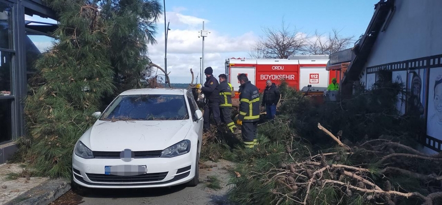 Ordu'da fırtına: Ağaç devrildi, dış cephe kaplaması koptu