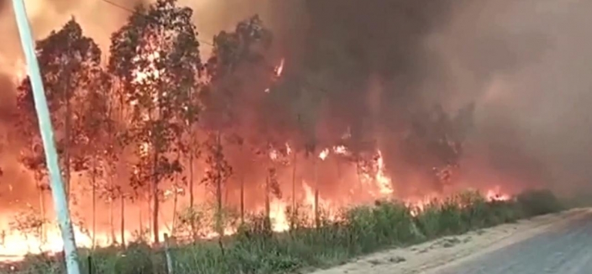 Arjantin'de orman yangınlarında 3 bin hektarlık alan kül oldu