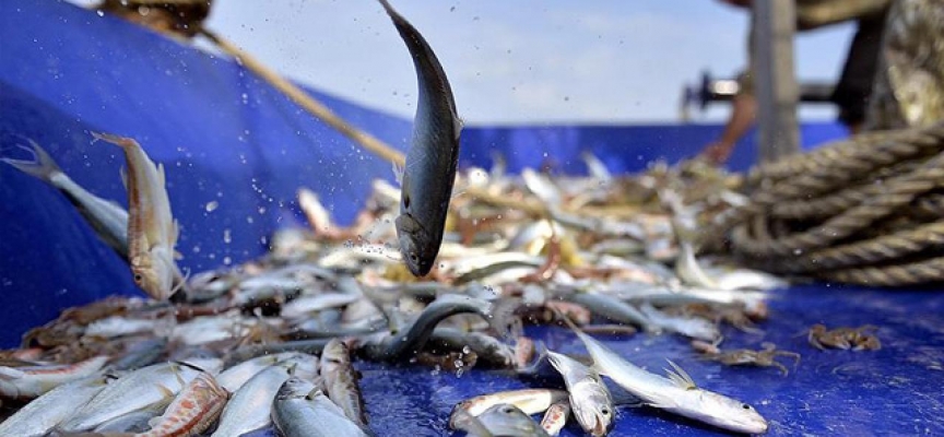 Balıkçılık ve su ürünleri sektörünün sorunlarıyla ilgili araştırma komisyonu kurulacak