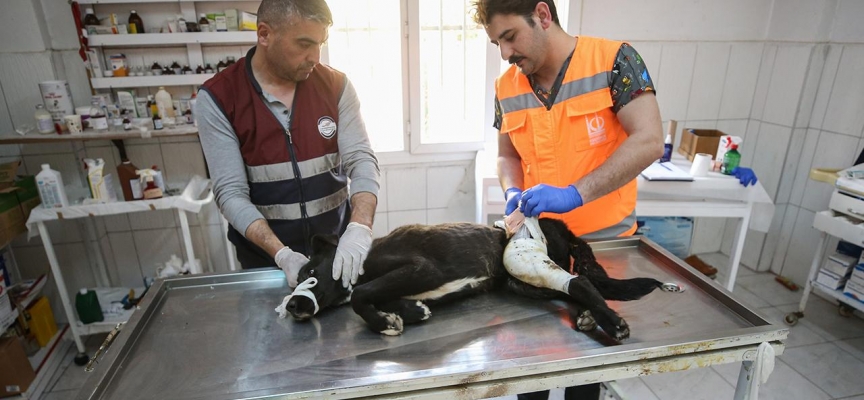 Hatay'da 10 binden fazla hayvana "şifa eli" değdi