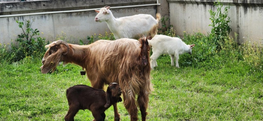 Enkazdan çıkarılan keçinin yavrusuna veterinerin adı verildi