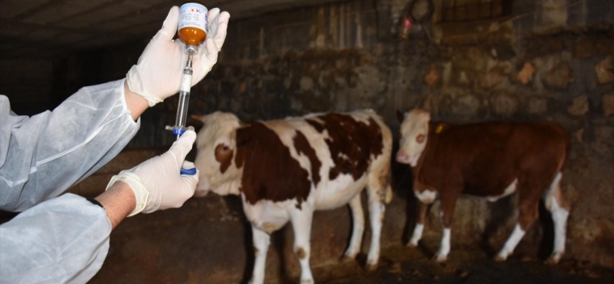 Kastamonu’da şap nedeniyle bir ilçe karantinaya alındı