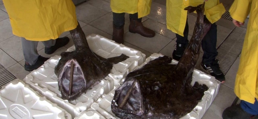 Silivri'de 2 dev fener balığı yakalandı