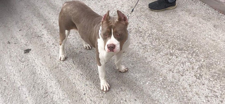 Pitbull köpekleri için çalıntı ihbarında bulundu, 66 bin lira ceza yedi