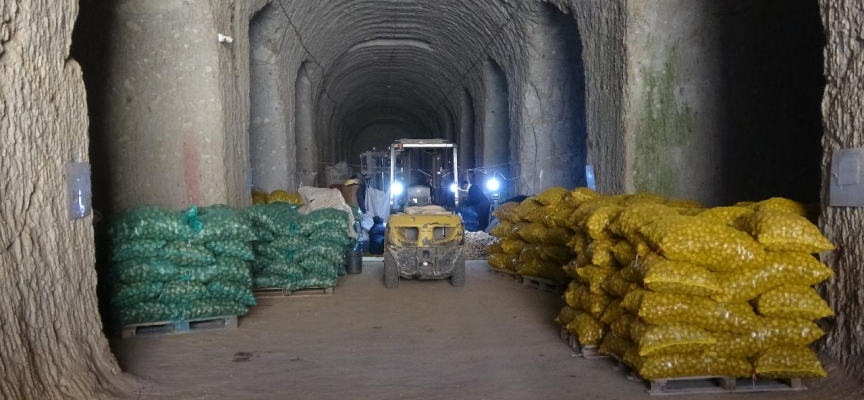 Milli patates tohumları toprakla buluşuyor