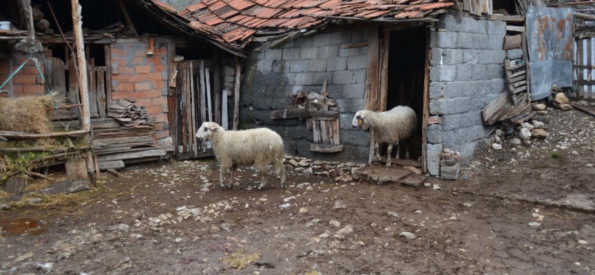 Çorum'da sahipsiz köpekler 6 koyunu telef etti