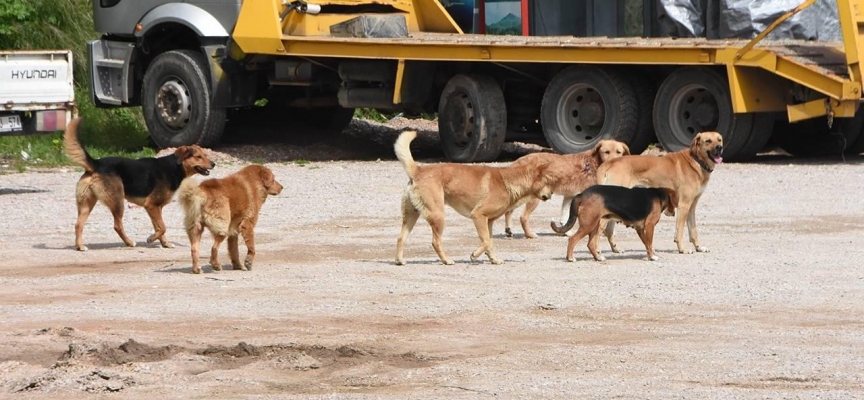 Vatandaşlara saldıran sokak köpekler toplandı