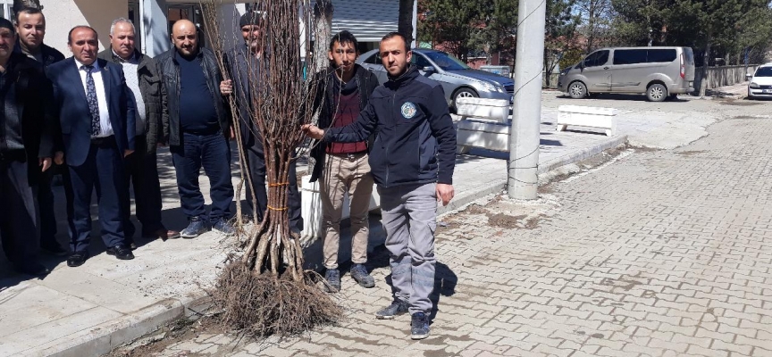 Çankırı'da söğüt ve kavak yerine meyve ağacı kampanyası başlatıldı