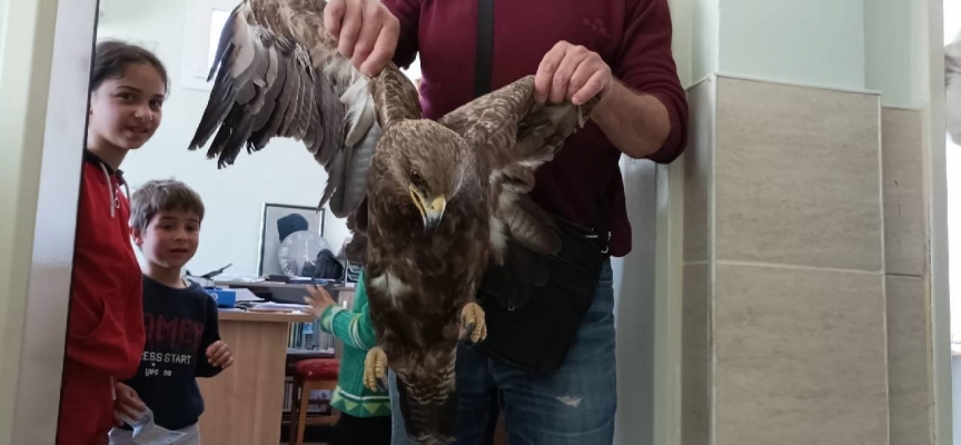 Hatay'da yaralı bulunan şahin tedaviye alındı