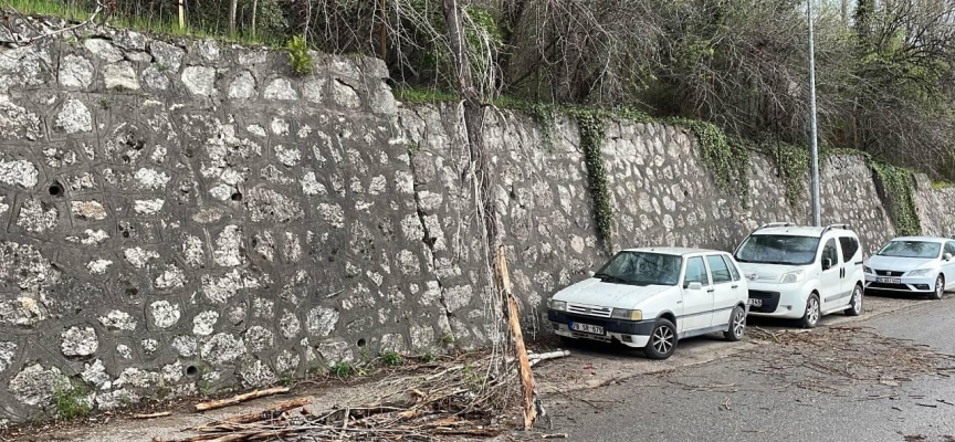 Karabük'te kuvvetli rüzgar: Devrilen ağaç araçlara zarar verdi