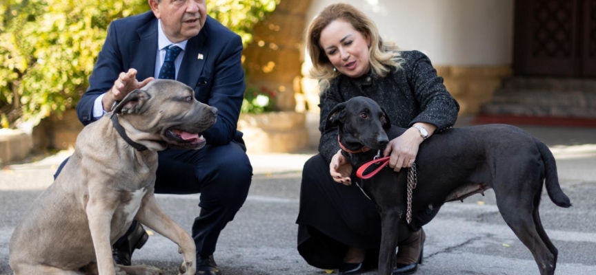 Tatar: 8 köpeğin zehirlenerek öldürülmesi olayının failleri ivedilikle belirlenmeli