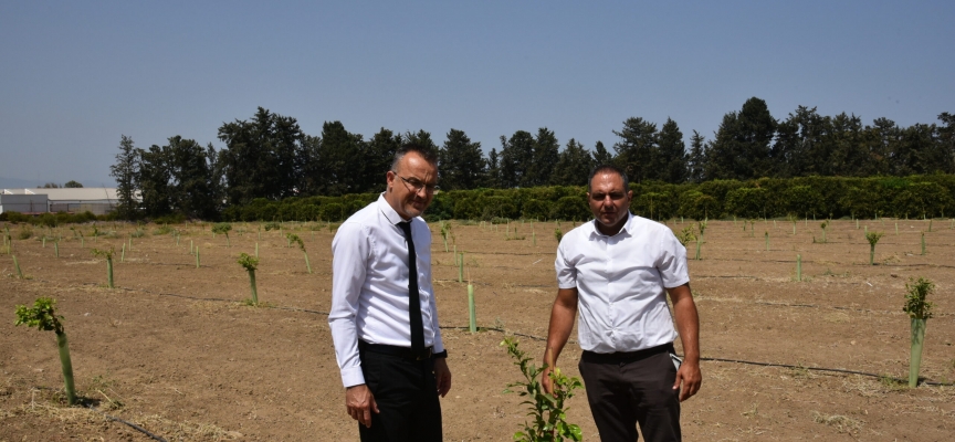 Narenciye ağaçlarının genetik kökeniyle ilgili çalışmada ikinci aşamaya geçiliyor