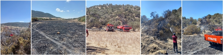 Dipkarpaz’da yangın..8 zeytin ve 11 ardıç ağacı yanarak zarar gördü