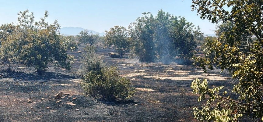 Boğaziçi’nde yangın… Ateş yakarak zarara neden olan kişi tutuklandı