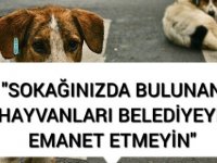 Güzelyurt Hayvanları Koruma Derneği: Güzelyurt'ta toplanan onlarca köpeğin akıbeti bilinmiyor